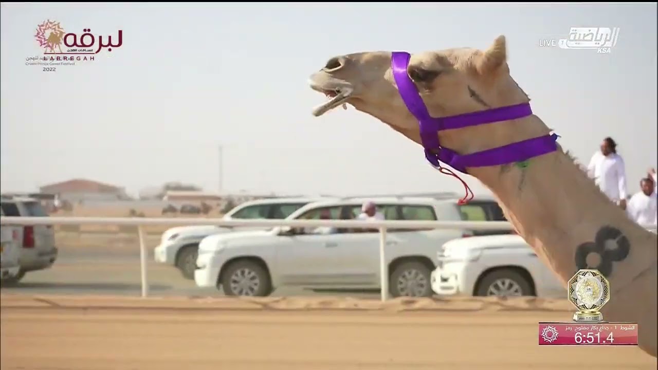 ش1 سيوف لـ الشيخ ذياب بن محمد بن زايد آل نهيان - بالسعودية 31-8-2022- كأس الجذاع بكار مفتوح 7:34:94