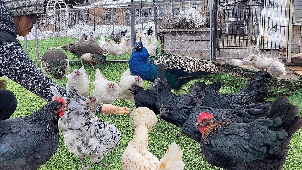 My Secret to Raising Thriving Organic Poultry 🌿 Natural & Loving Care from Eggs to Healthy Hens