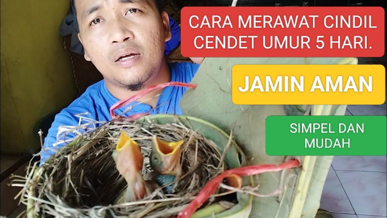 CARA MERAWAT CINDIL BURUNG CENDET UMUR 5 HARI #burung #birds #kicaumania #fyp #cendet