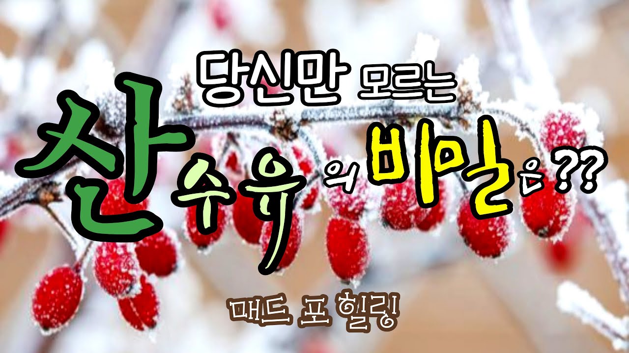 당신만 모르는 산수유의 비밀은??