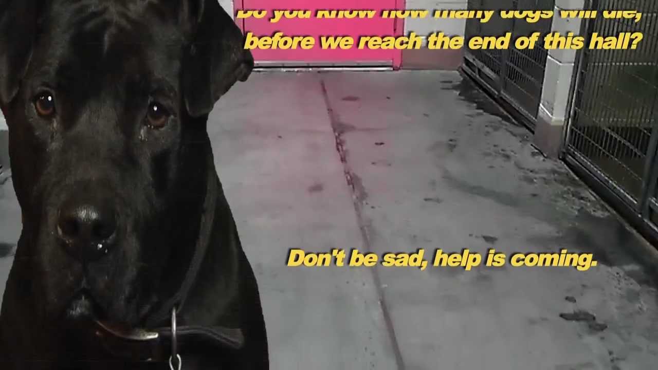 A Dogs Last Ride
