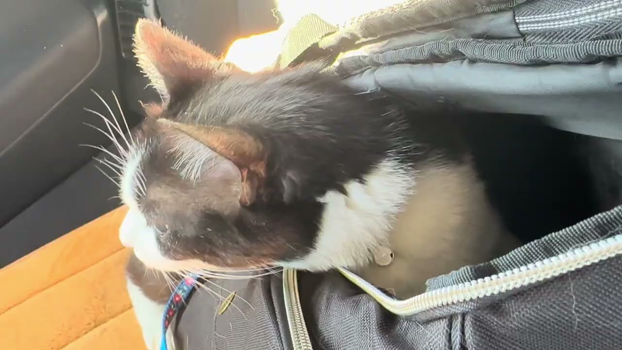 原因不明のため４日後CTを撮ります。#ねこのいる生活 #保護猫 #ねこ #ネコ #cat #猫のいる生活 