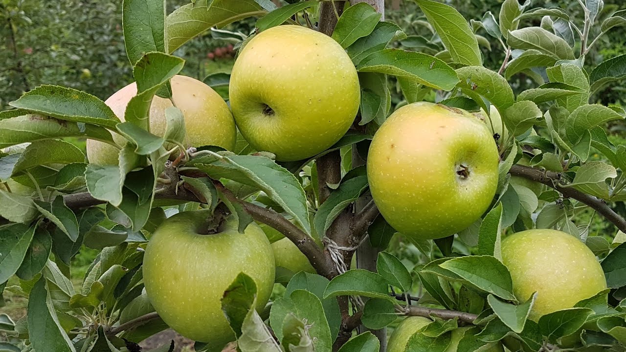 Яблоня ренет симиренка / Apple Renet simirenka / Яблоко ренет симиренко