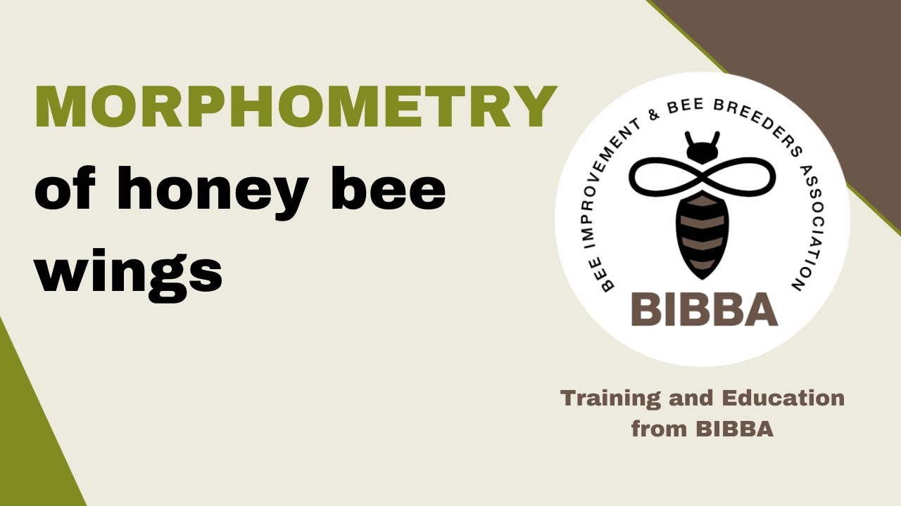 Honeybee Wing Morphometry by Adam Tofilski