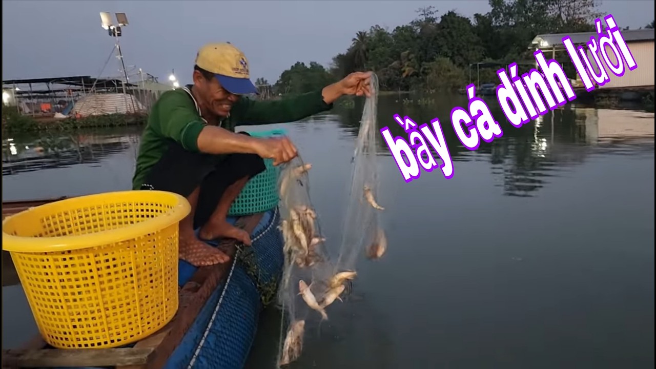 Kéo Lưới Trúng Bầy Cá Nước Ngoài Thấy Ớn Lạnh Và Món Cá Lăng Nhúng Giấm # SĂN BẮT ĐỒNG THÁP #