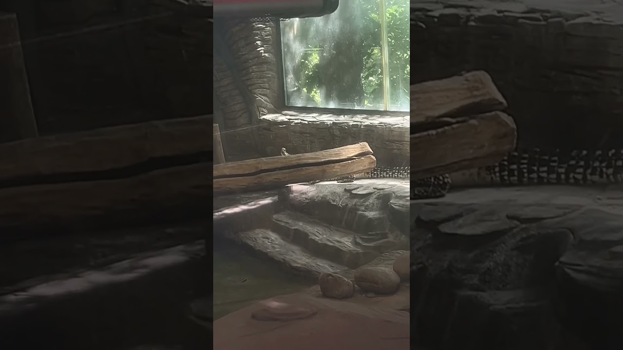 Вот почему они называются кубинскими 😂🚬🐊