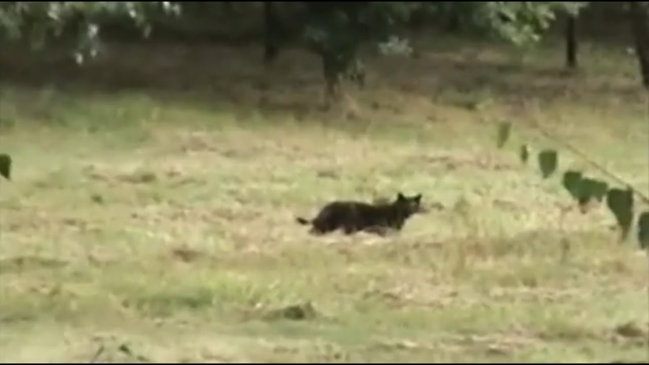 Derek Hignett Big Cat Sighting in the UK