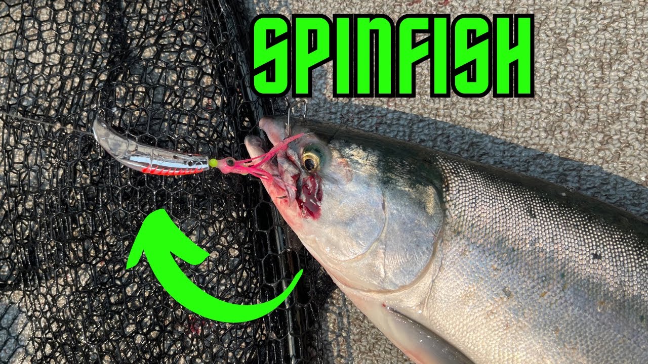 Открытие лосося Пьюджет-Саунд: полное руководство YBC SpinFish