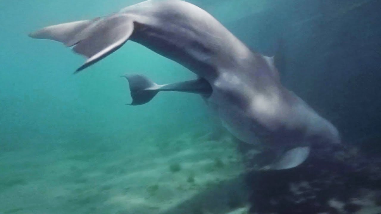 Удивительное рождение дельфинёнка на Бермудских островах — Dolphin Quest Bermuda