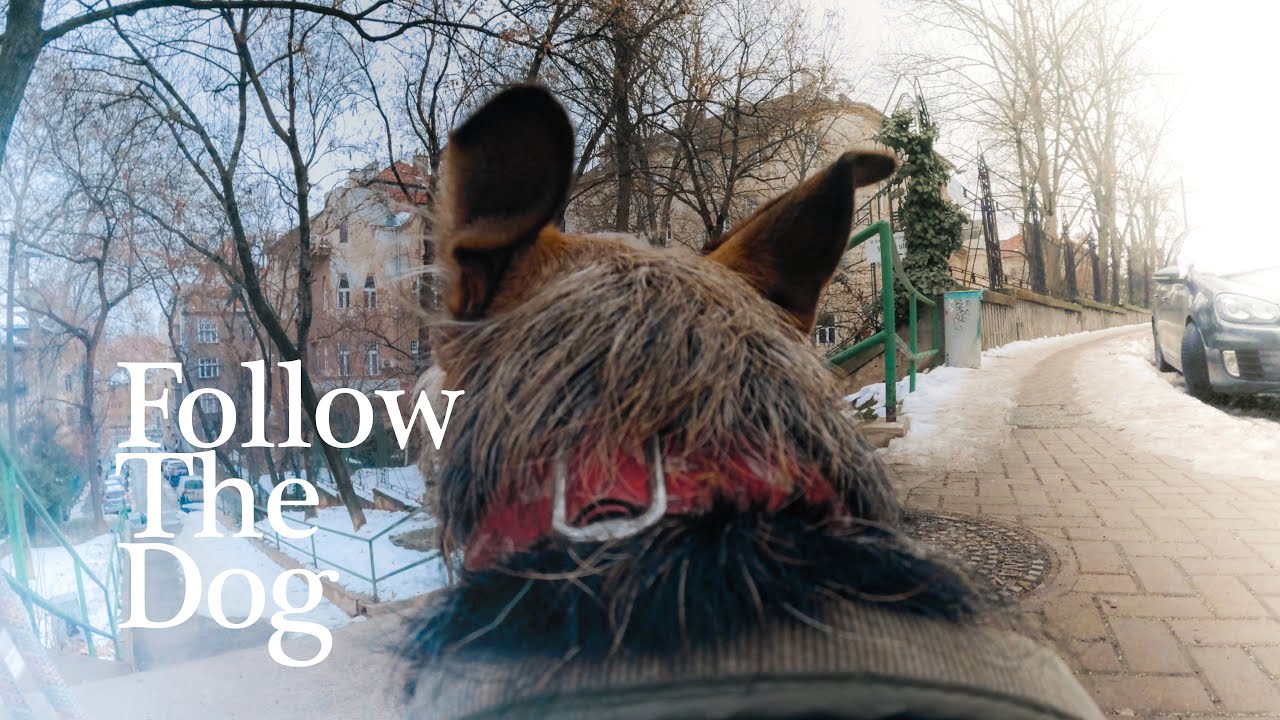 POV Walking My Dog For Background - Bumblebee -  No Talking (Budapest City Walk)