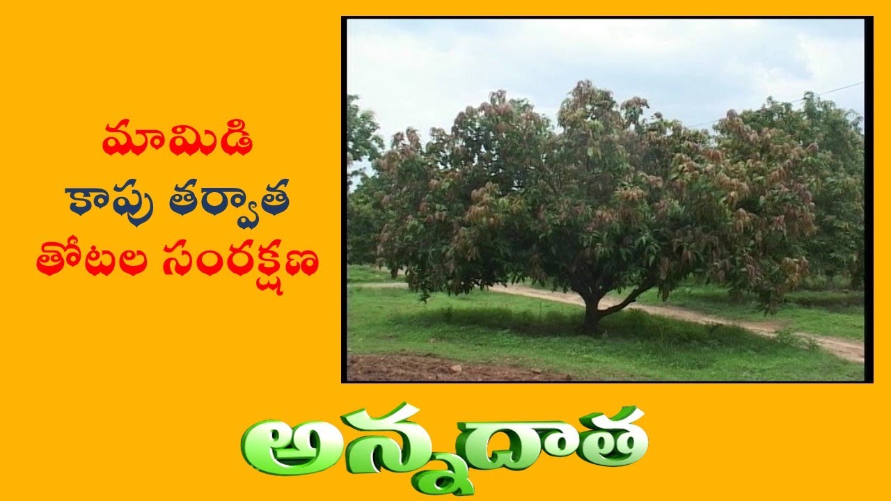 Management Of Mango Orchards After Harvest || ETV Annadata