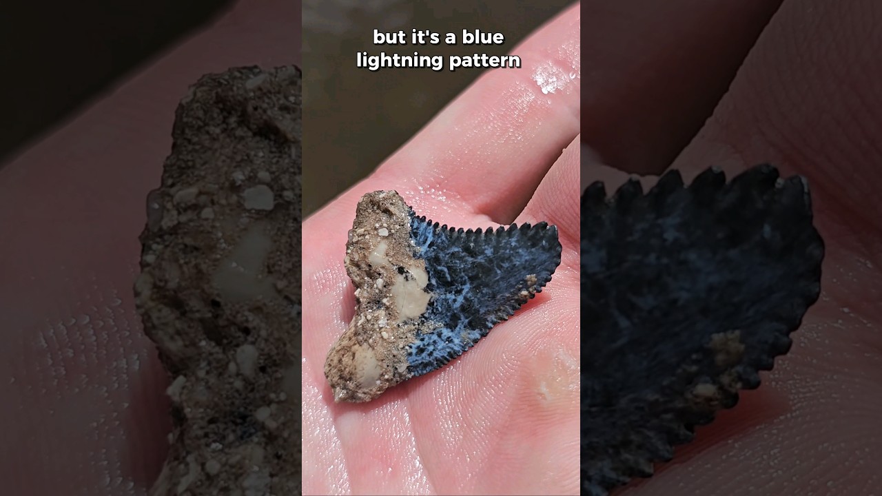 5+ MILLION YEAR OLD Shark Tooth Discovered #fossil #shark #sharkteeth #megalodon #archaeology #fyp