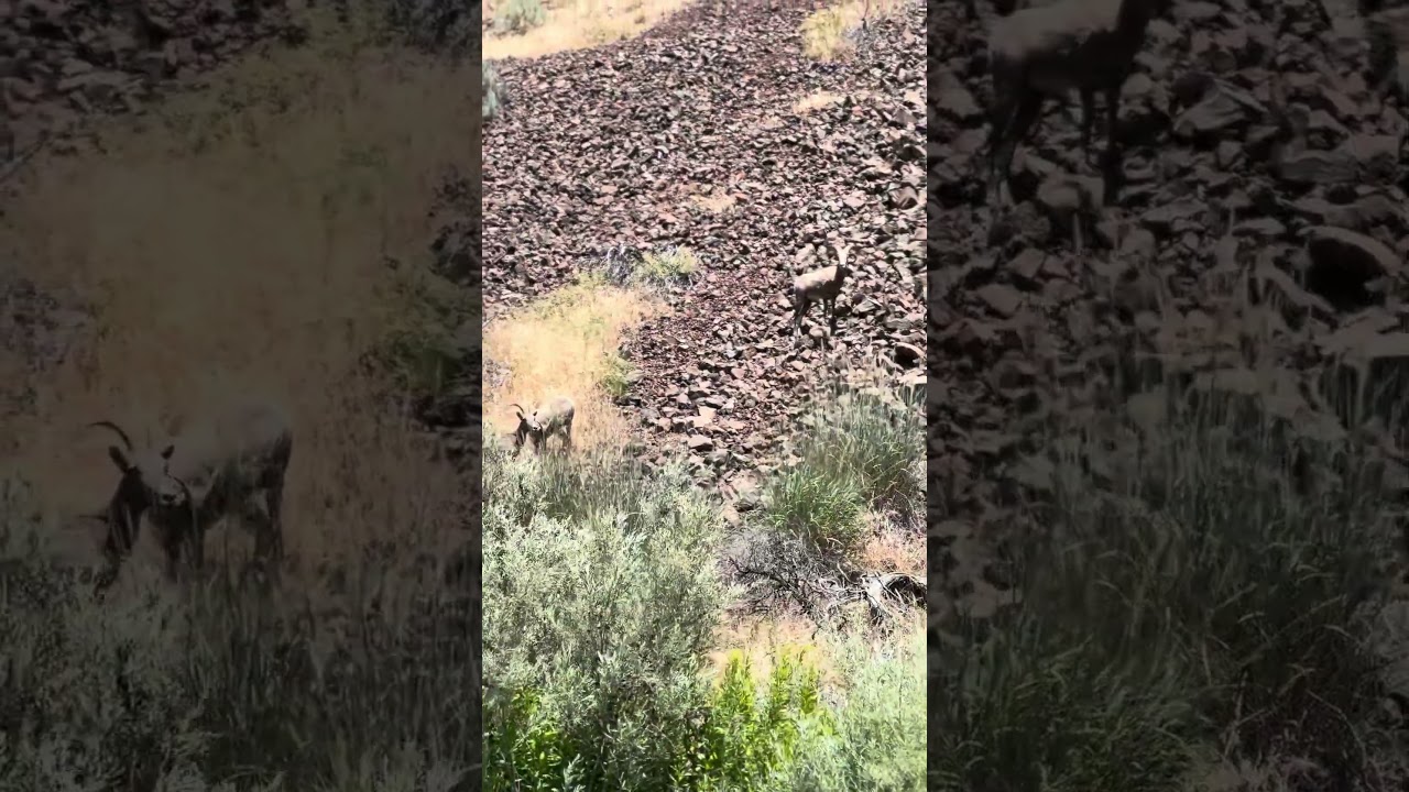 Bighorn Sheep - John Day River, Oregon (6/20/2024)
