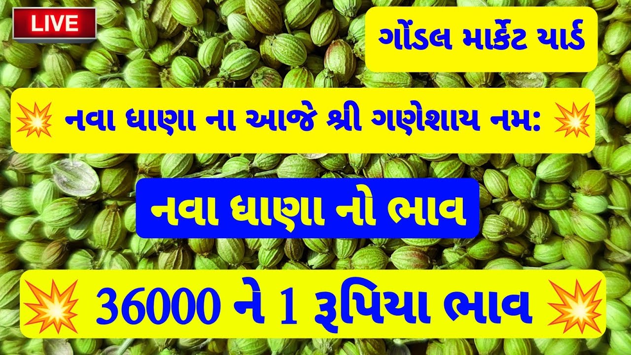 ગોંડલ નવા ધાણા ના આજે શ્રી ગણેશ | 36000 ને 1 રૂપિયા | ગોંડલ માર્કેટ યાર્ડ માં ભાવ બોલાયા |