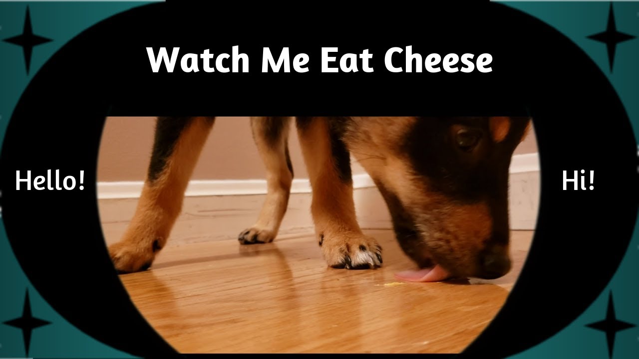 Short Introduction | Shiba Inu Puppy Licking Cheese Off Floor