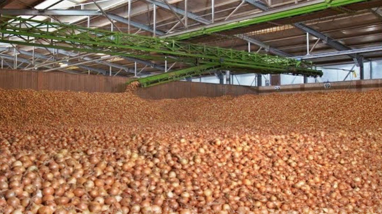 COMO se PRODUCEN las CEBOLLAS🧅| ASÍ se COSECHAN y PROCESAN MILES de MILLONES de CEBOLLAS