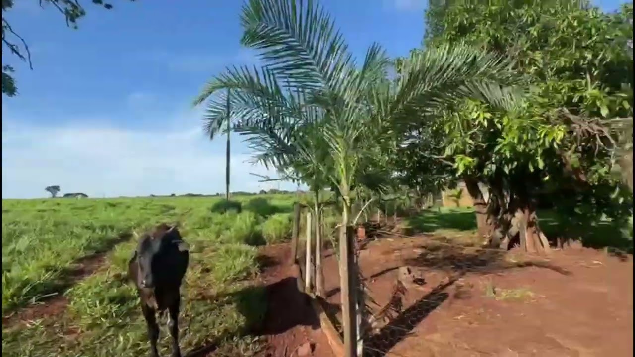 OPORTUNIDADE: Fazenda de 1 Alqueire em Govelândia-GO