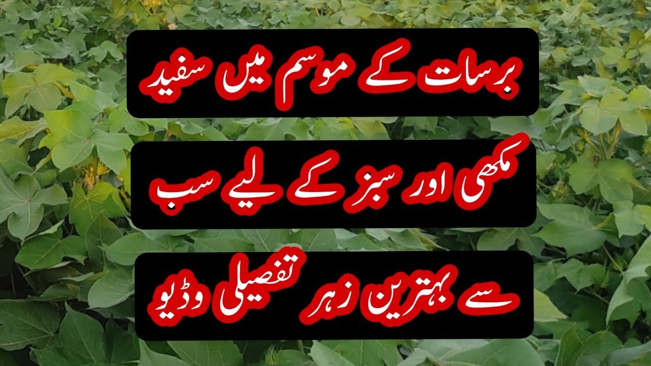 white fly and jassid control in rainy weather ||  سفید مکھی اور سبزتیلے کے موزوں  ترین زہر  #cotton