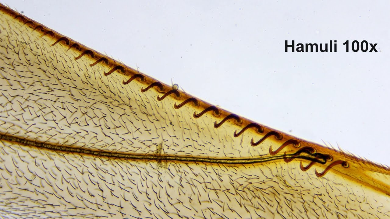 Insect wing hamuli