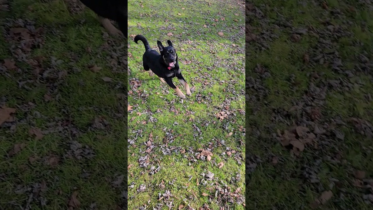 Reindeer and Rain? Joke Time With Boomer The Dog 139 - SHORT #dog #christmas #rain
