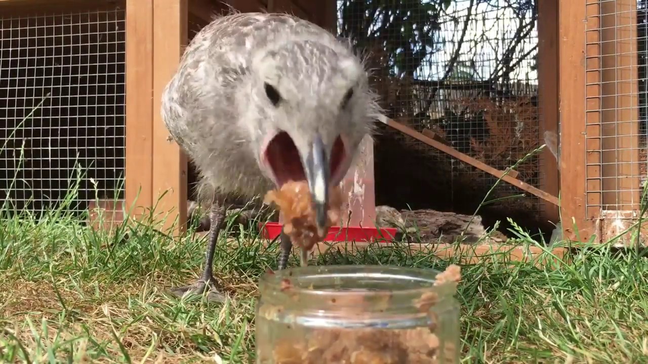 Teaching an Orphaned baby Seagull how to Fly & Swim