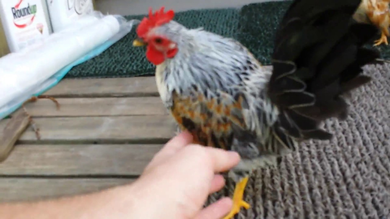 🐓 Micro Rooster named One-Piece [Serama Rooster - aka Miniature Rooster]