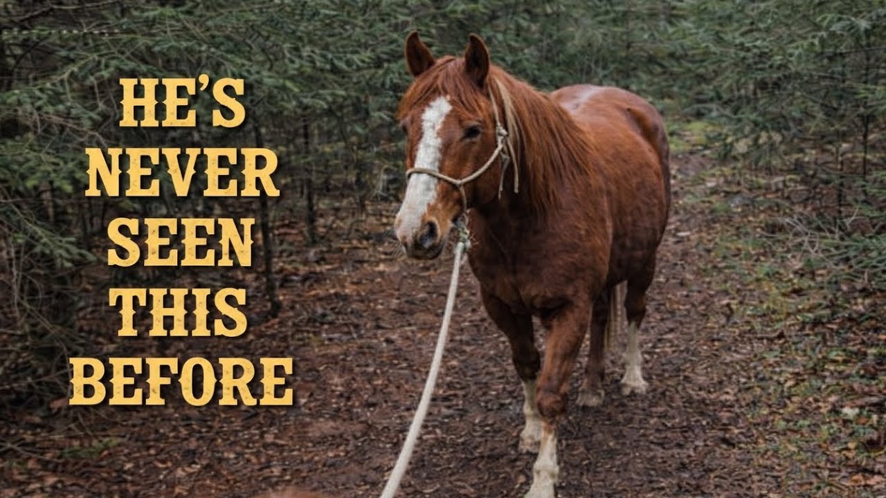 My New Horse’s First Time in the Mountains | A Quiet Beginning Together