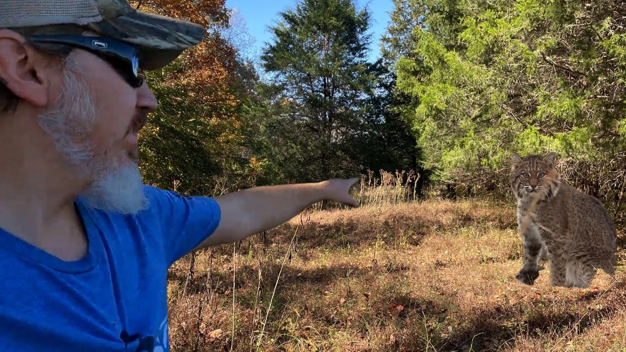 Finding the Best Coyote and Bobcat Set Locations #trapping #walnutcreek