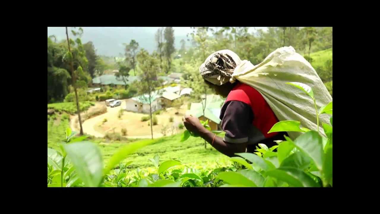 Ceylon Tea Trails on ETV Made in Sri Lanka