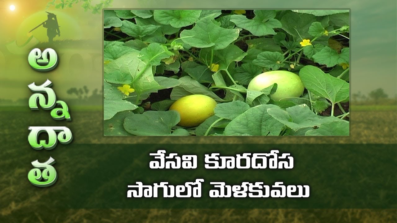 Cucumber Cultivation for Summer