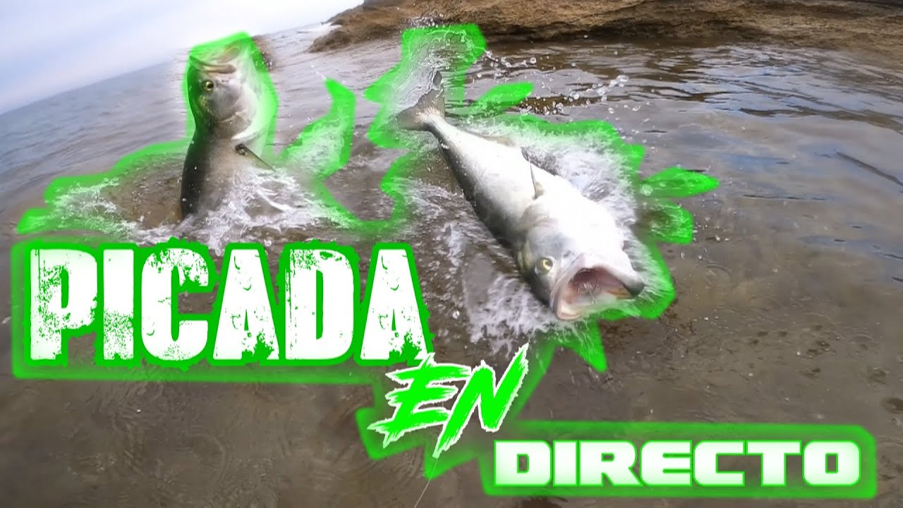 Pesca al vivo PICADA EN DIRECTO