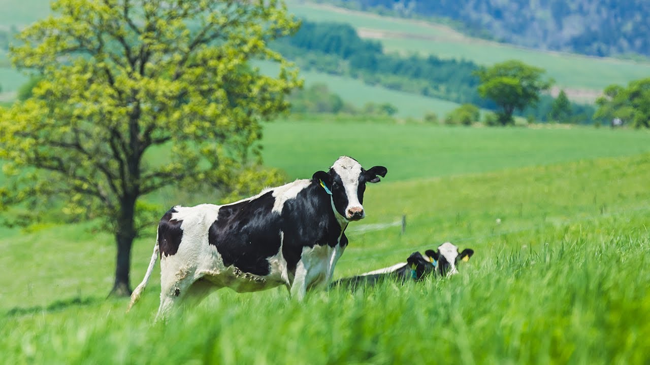 【GREEN WEB】ナイタイ高原牧場（JA上士幌町／上士幌町）
