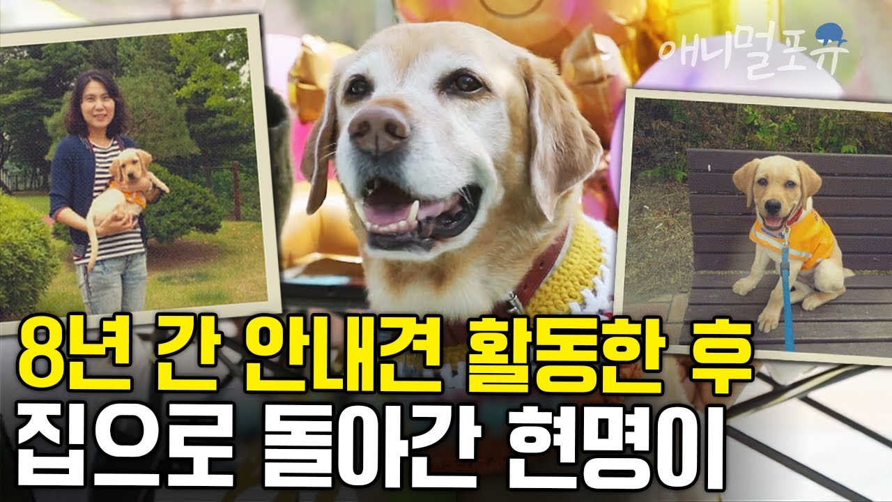 9년 전 퍼피워킹 했던 집으로 돌아간 안내견 현명이🐶 은퇴 후 왕자님의 귀환❣️| KBS 단짝 스페셜 231223 방송