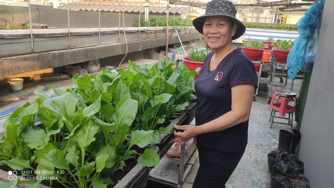 Cách trồng cải Bó Xôi thu hoạch được nhiều lần , gốc nhiều lá non xanh mơn mởn | Khoa Hien 627