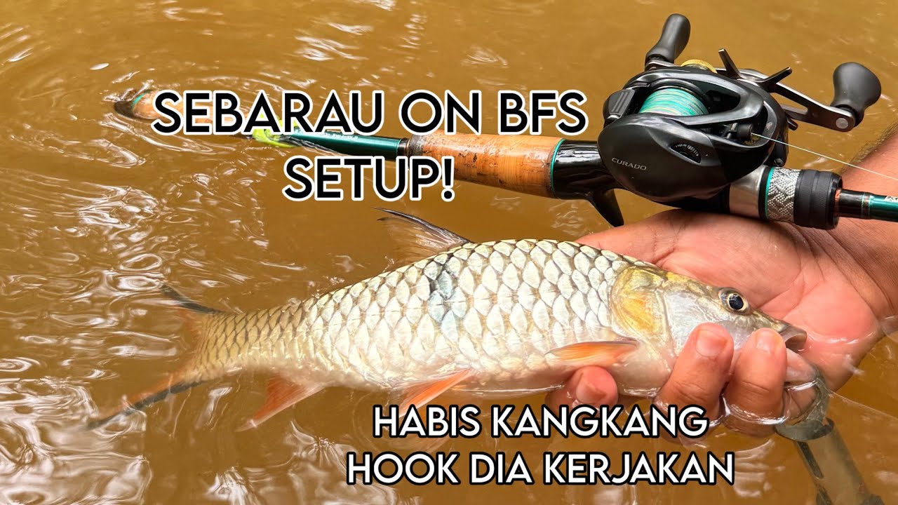 HARI KE-2 DI SUNGAI LENGGOR ! SERIGALA SUNGAI MENGGANAS | SEBARAU ON BFS SETUP | CURADO BFS | KUYING