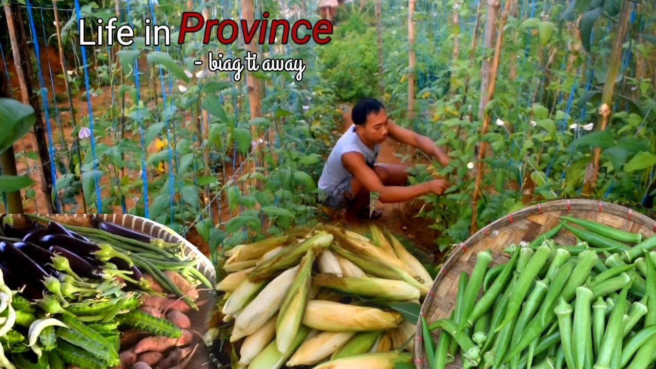 Harvesting different Filipino veggies | Slow life in province | Compilation | Biag ti away by balong