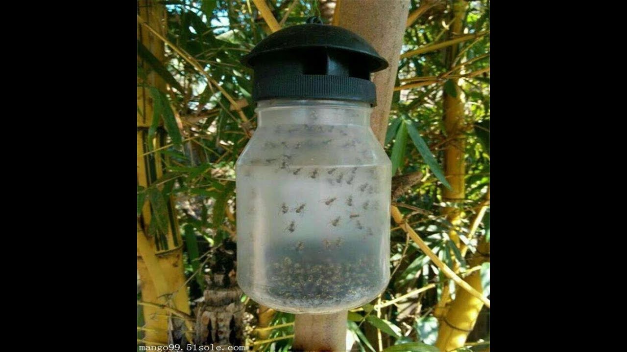 Lutter contre les mouches des fruits à Wallis et Futuna