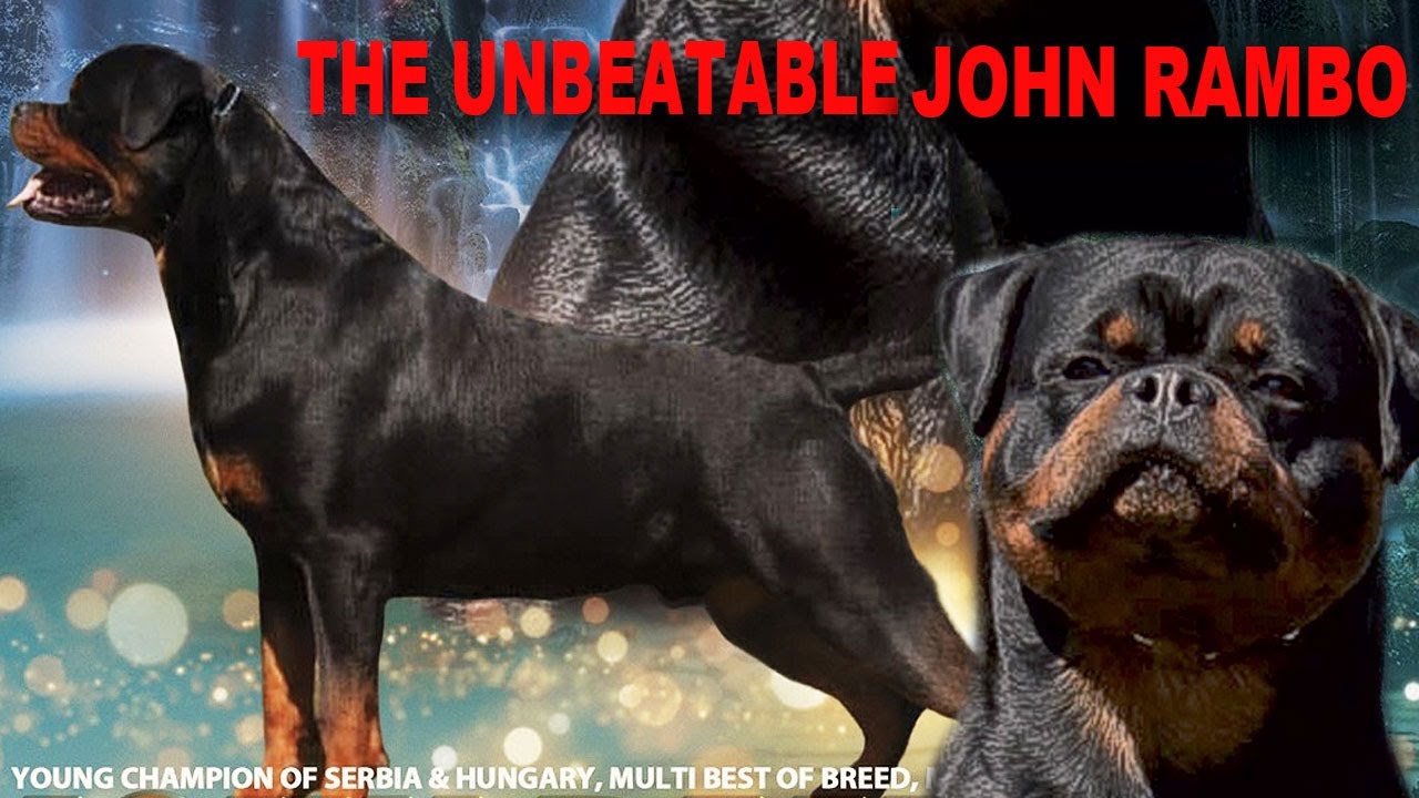 The Unbeatable John Rambo - Rottweiler