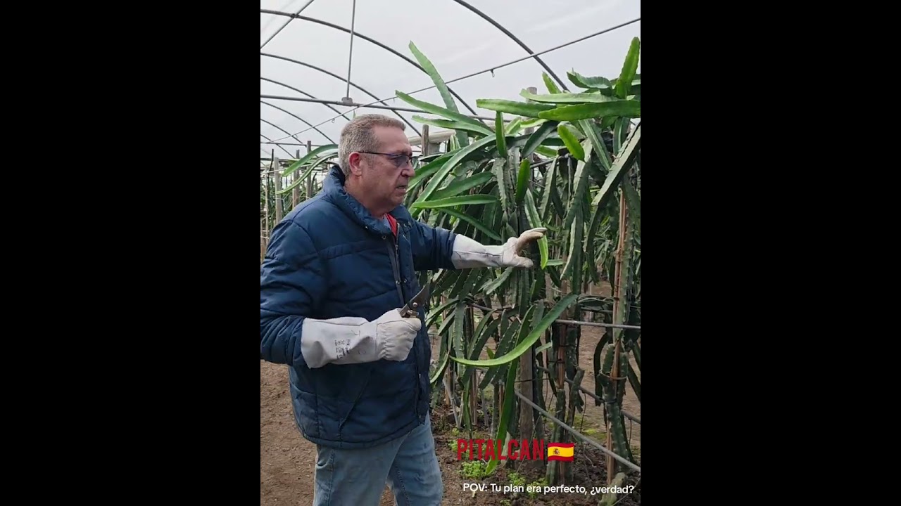 CAMBIAR PRODUCCIÓN ACTUAL POR CALIDAD  Y PRODUCCIÓN FUTURA #dragon #pitaya #fruta #cultivo #esquejes