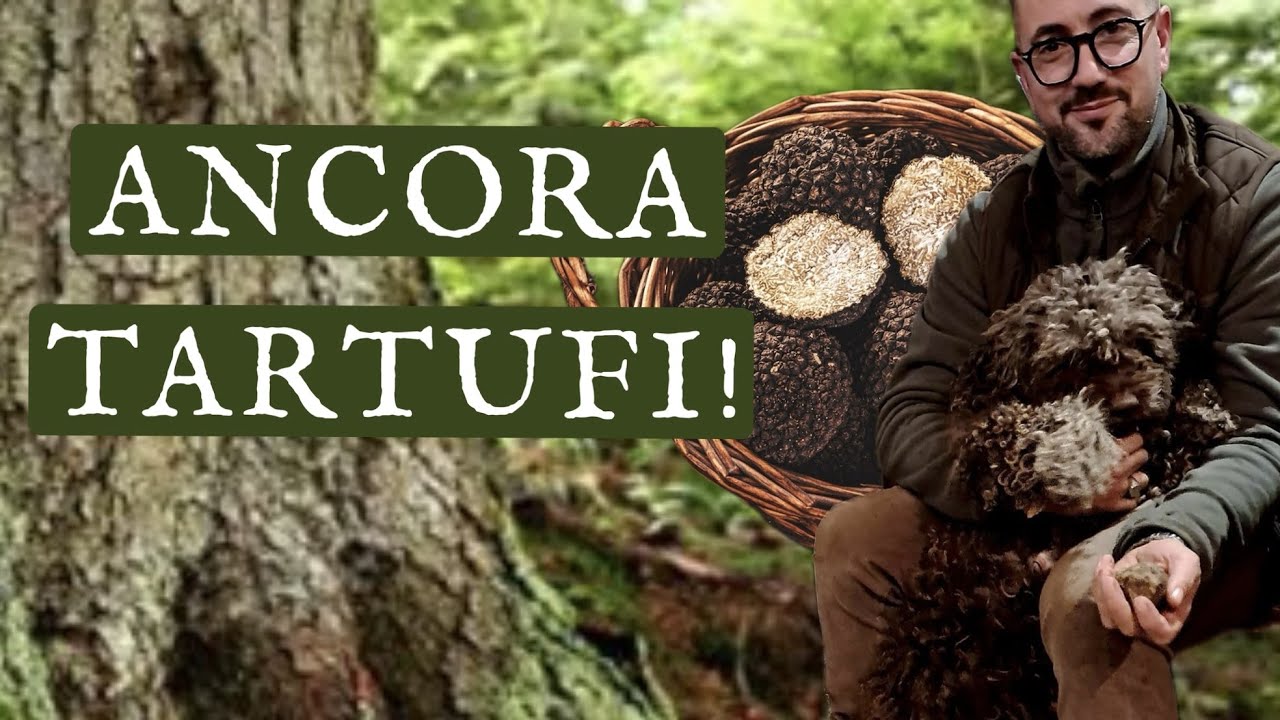 SUPER RACCOLTA TARTUFO NERO UNCINATO CON COCO'! #TARTUFO #TARTUFI #TARTUFONEROUNCINATO #eccellenza
