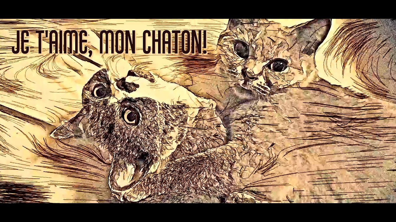 Je t'aime, mon Chaton! | Chanson de chat
