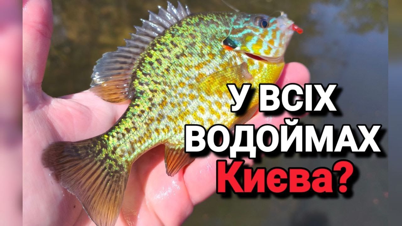 Різноманітна ловля в Києві ✅Твіч ✴️Мікроджиг✴️Мормишинг✴️Тест Azura Safina S80L