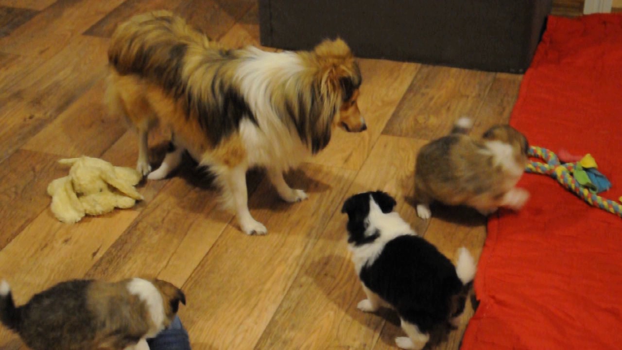 Sheltie puppies 5 week