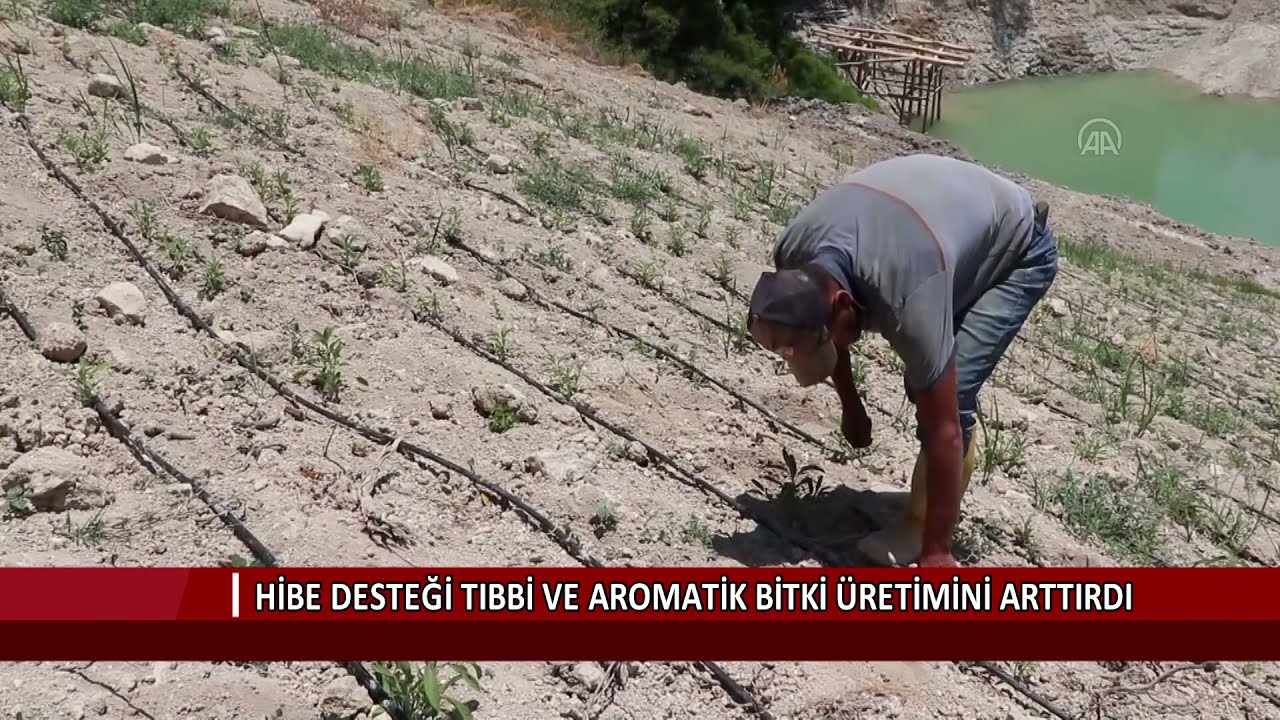 Hibe desteği tıbbi ve aromatik bitki üretimini arttırdı