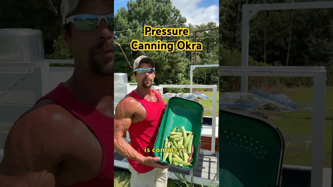 Pressure Canned Okra #garden #canning #okra #homestead #pressurecanning