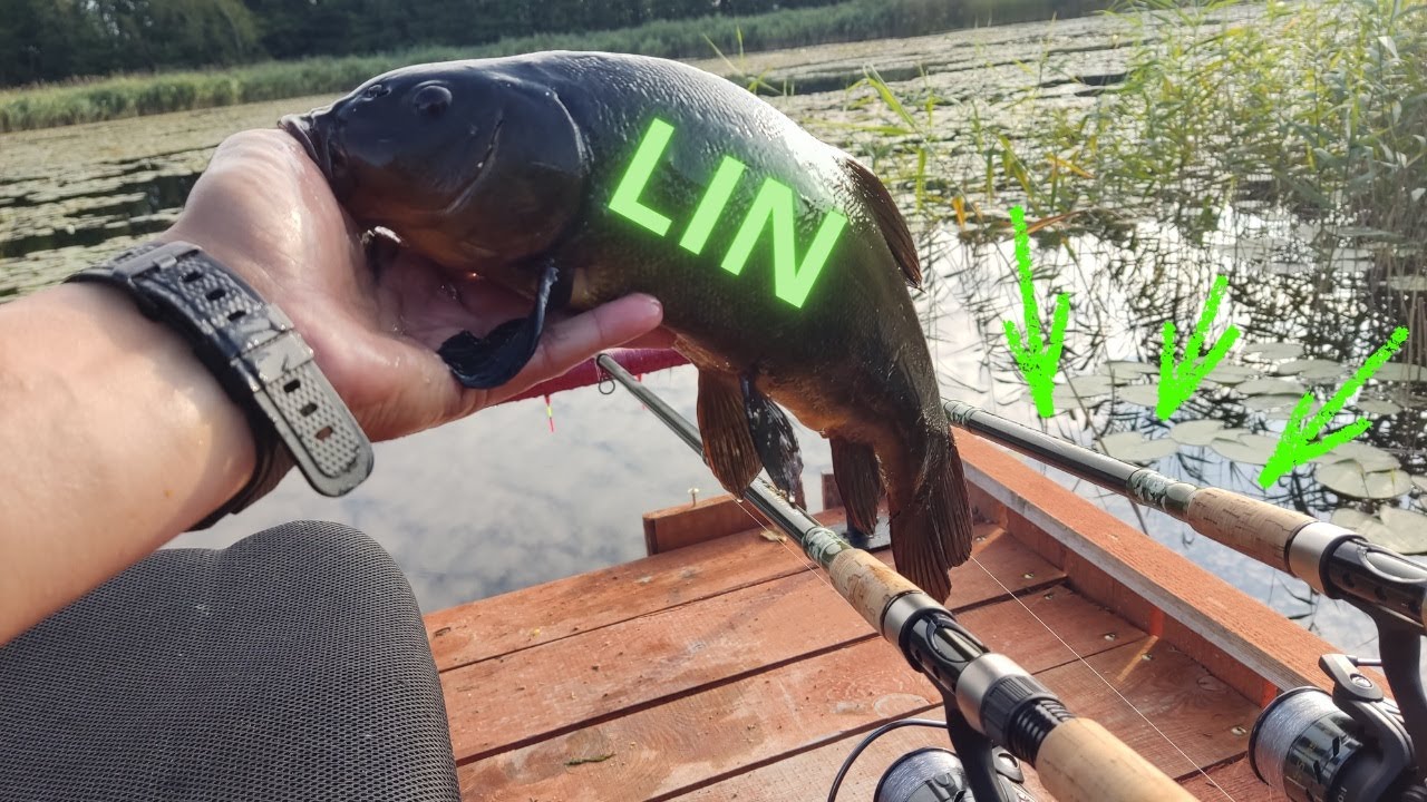 Wyprawa z wędkami spławikowymi na moje bagienko na Lina🐟