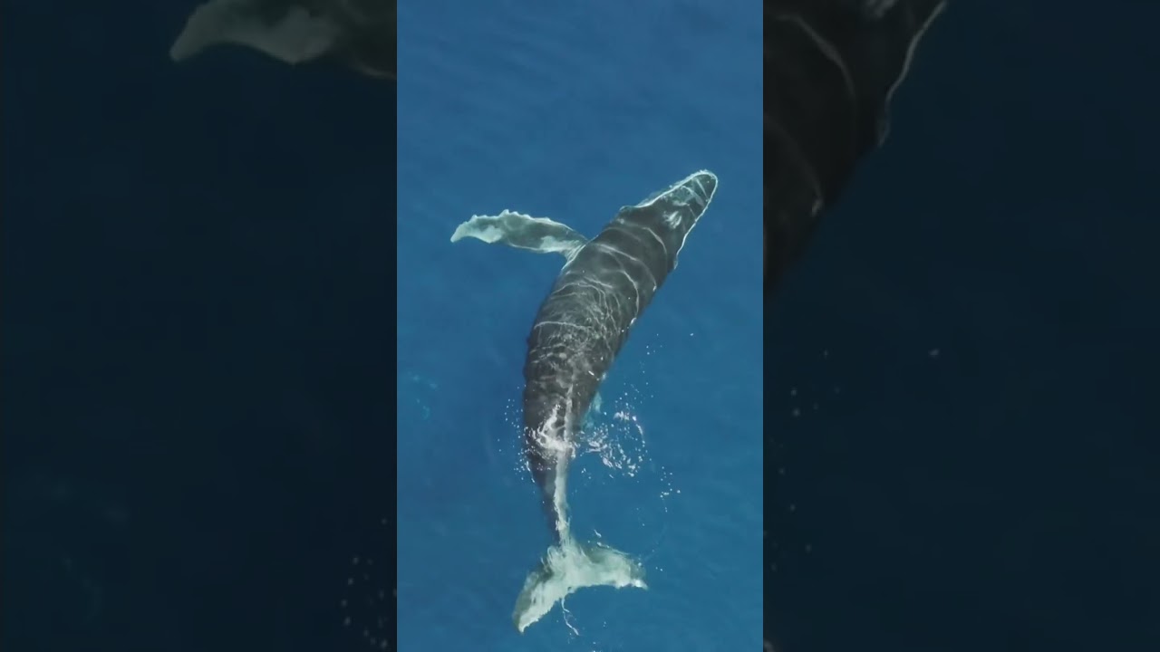 &iexcl;Ballena Yubarta en Santo&ntilde;a!