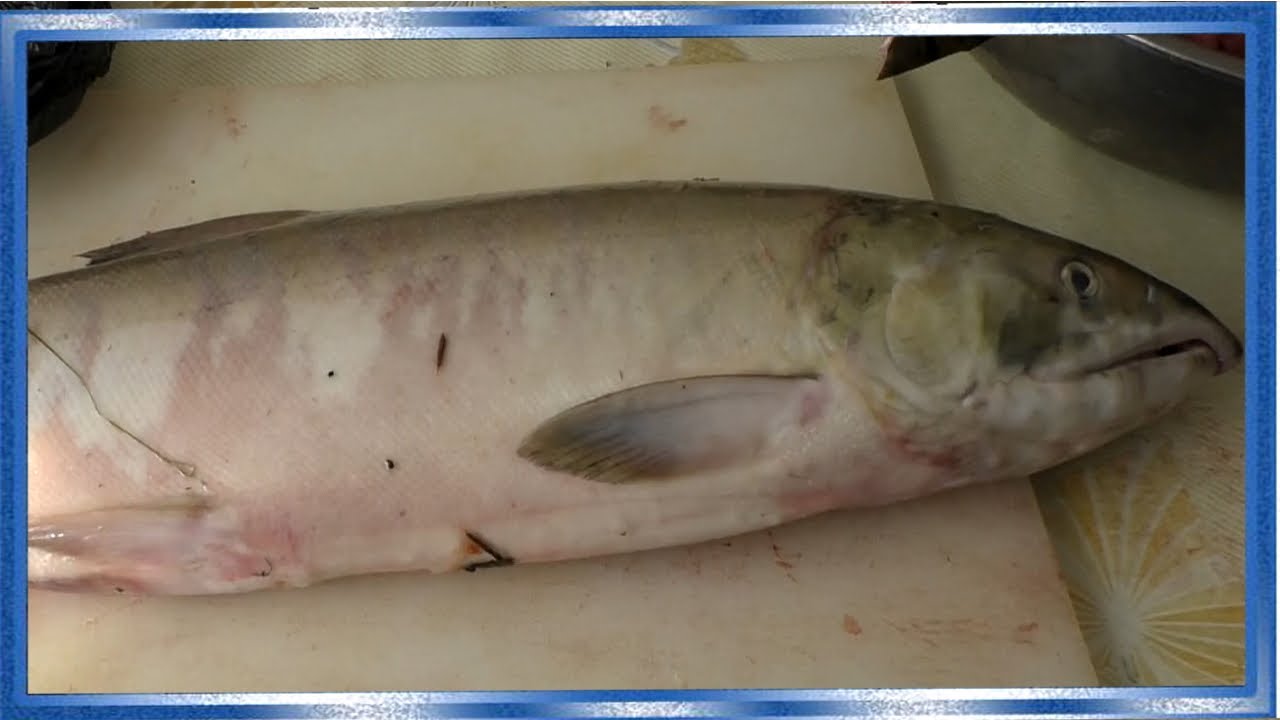 Правильная заморозка рыбы на длительное хранение, Как сохранить свежесть рыбы в заморозке долго,