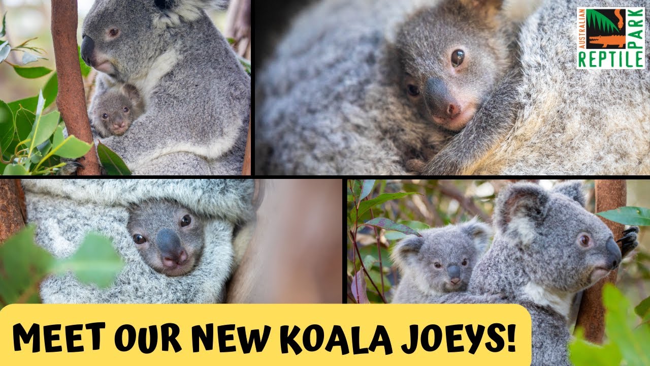 Cute Koala Joeys Say Hello! | Australian Reptile Park
