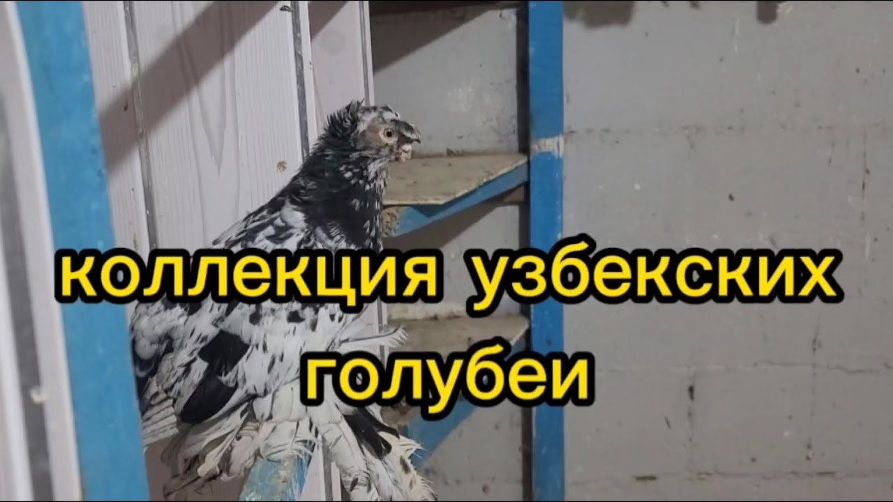 Коллекция Узбекских голубеи в гостях у Максима